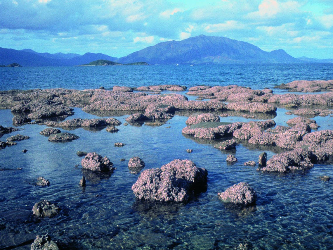 Le récif corallien frangeant de la Baie de Nouméa