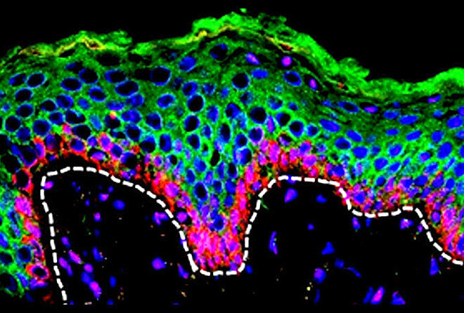 Préserver les cellules souches <em>ex vivo</em>