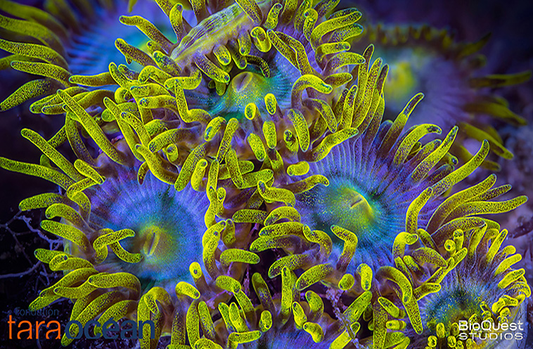 La biodiversité sous-estimée des récifs coralliens