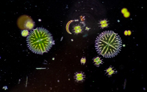 Multiplier par 5 la production d'huile d'une algue verte