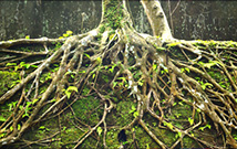 Des bactéries alliées de la reforestation face à la sécheresse