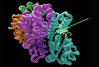 Un photorécepteur à vitamine B12 pour capter la lumière