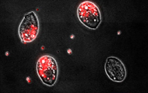 Aux origines des photosymbioses, le rôle clé de l’oxygène