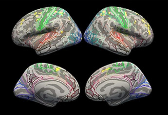 Dans le cerveau, les probabilités suivent une logique inattendue