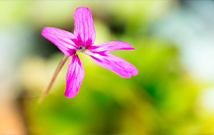 Un interrupteur épigénétique qui contrôle la floraison 
