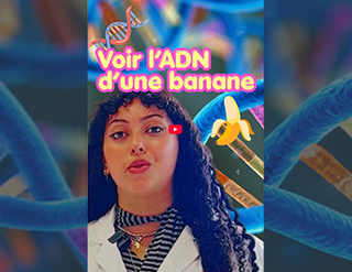Observer l’ADN d’une banane… avec des ingrédients du quotidien !